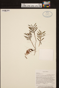 Dichaea panamensis image