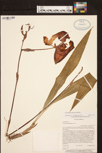 Coryanthes picturata image