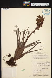 Tillandsia confertiflora image