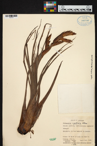 Tillandsia confinis image