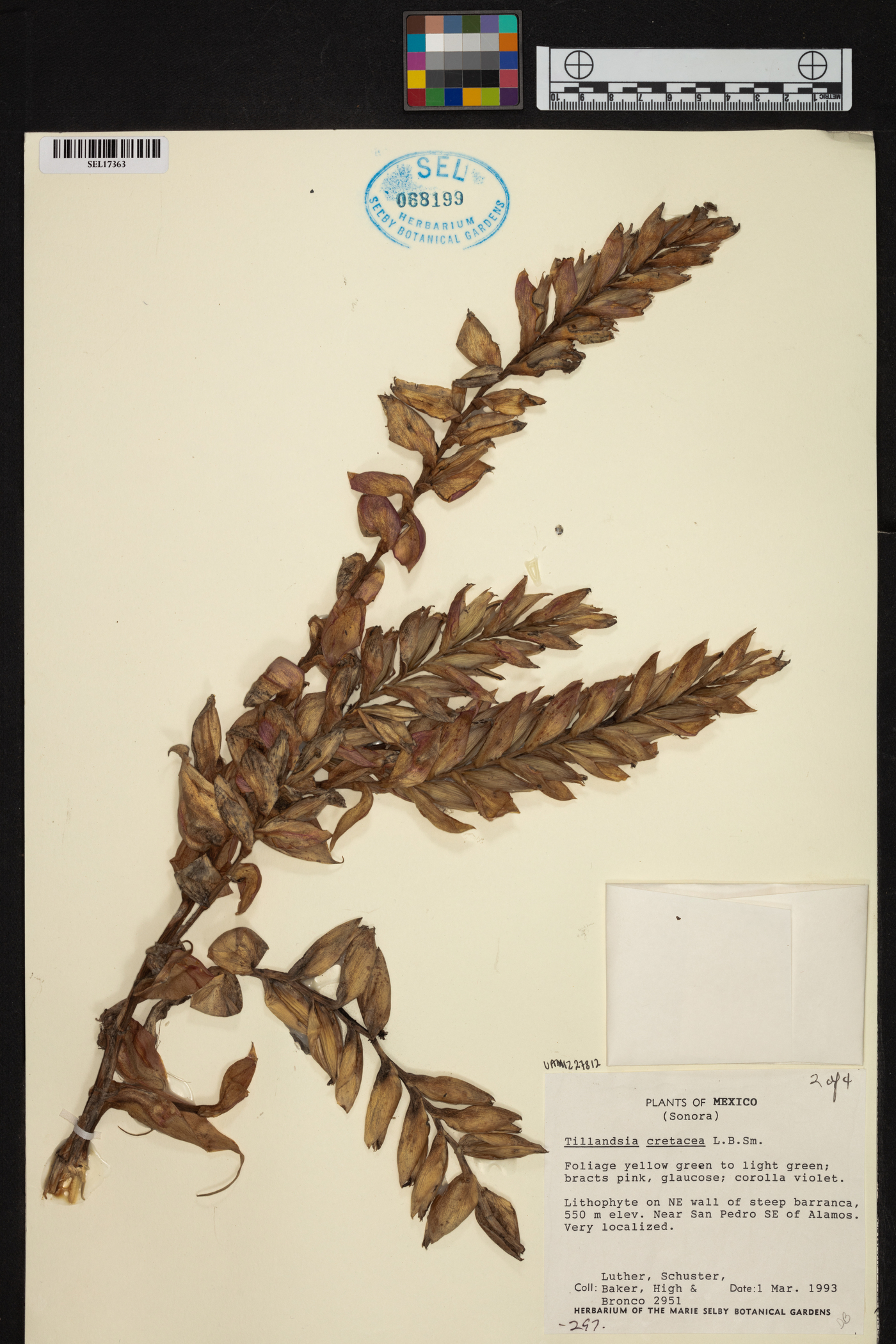 Tillandsia cretacea image