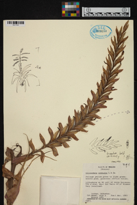 Tillandsia cretacea image