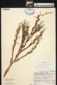 Tillandsia cucaensis image