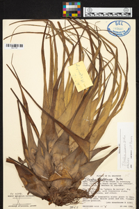 Tillandsia cucaensis image