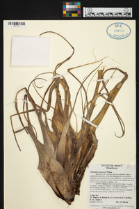 Tillandsia cucaensis image