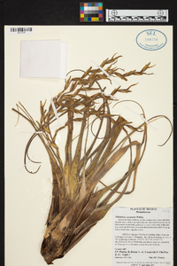 Tillandsia cucaensis image