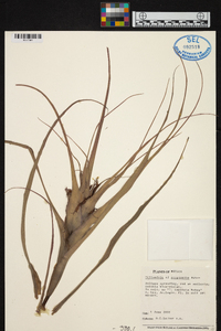 Tillandsia brachycaulos image