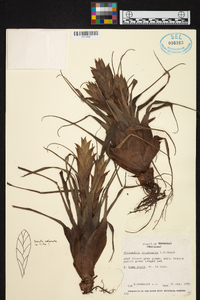 Tillandsia cryptopoda image