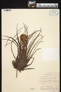 Tillandsia guatemalensis image