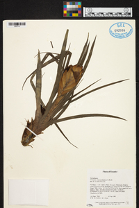 Tillandsia guatemalensis image