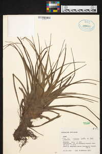 Tillandsia guatemalensis image