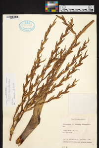 Tillandsia dasyliriifolia image