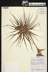 Tillandsia didisticha image