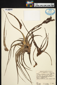 Tillandsia didisticha image