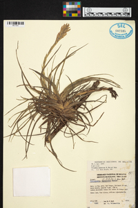 Tillandsia didisticha image