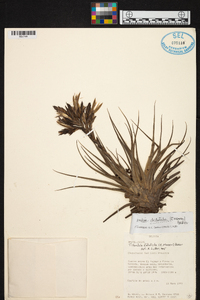 Tillandsia didisticha image