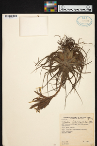 Tillandsia didisticha image