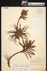 Tillandsia didisticha image