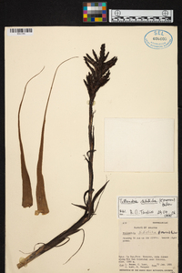 Tillandsia didisticha image