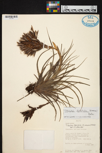 Tillandsia didisticha image