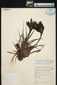 Tillandsia didisticha image