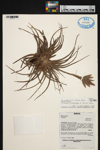 Tillandsia didisticha image