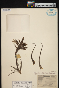 Tillandsia didisticha image