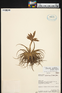 Tillandsia didisticha image