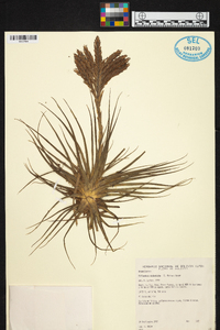 Tillandsia didisticha image