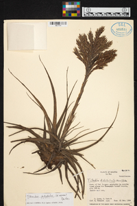 Tillandsia didisticha image