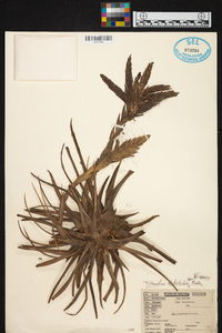 Tillandsia didisticha image