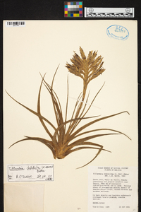 Tillandsia didisticha image