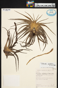 Tillandsia didisticha image