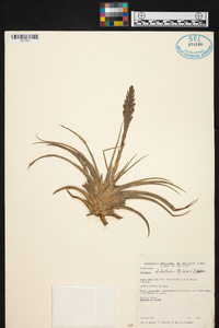 Tillandsia didisticha image