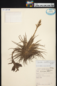 Tillandsia didisticha image