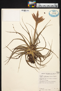 Tillandsia didisticha image