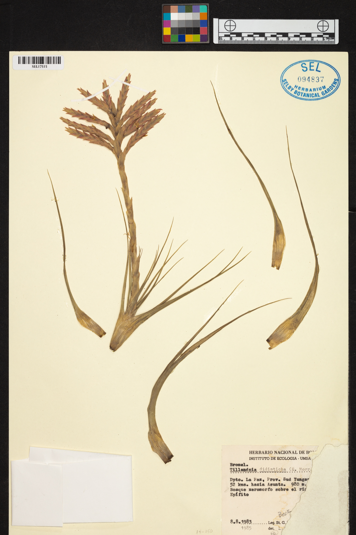 Tillandsia didisticha image