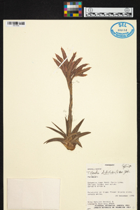 Tillandsia didisticha image