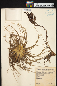 Tillandsia didisticha image