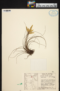 Tillandsia disticha image