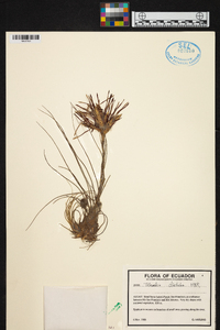 Tillandsia disticha image