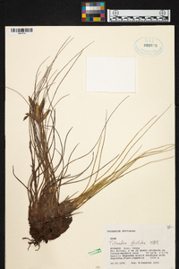 Tillandsia disticha image