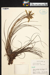 Tillandsia disticha image