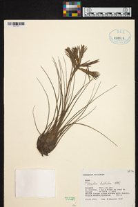 Tillandsia disticha image