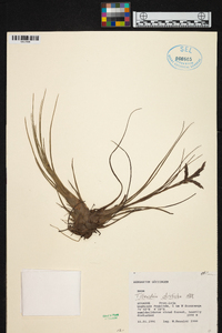 Tillandsia disticha image