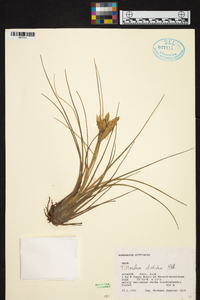 Tillandsia disticha image