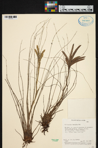 Tillandsia disticha image