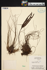 Tillandsia disticha image