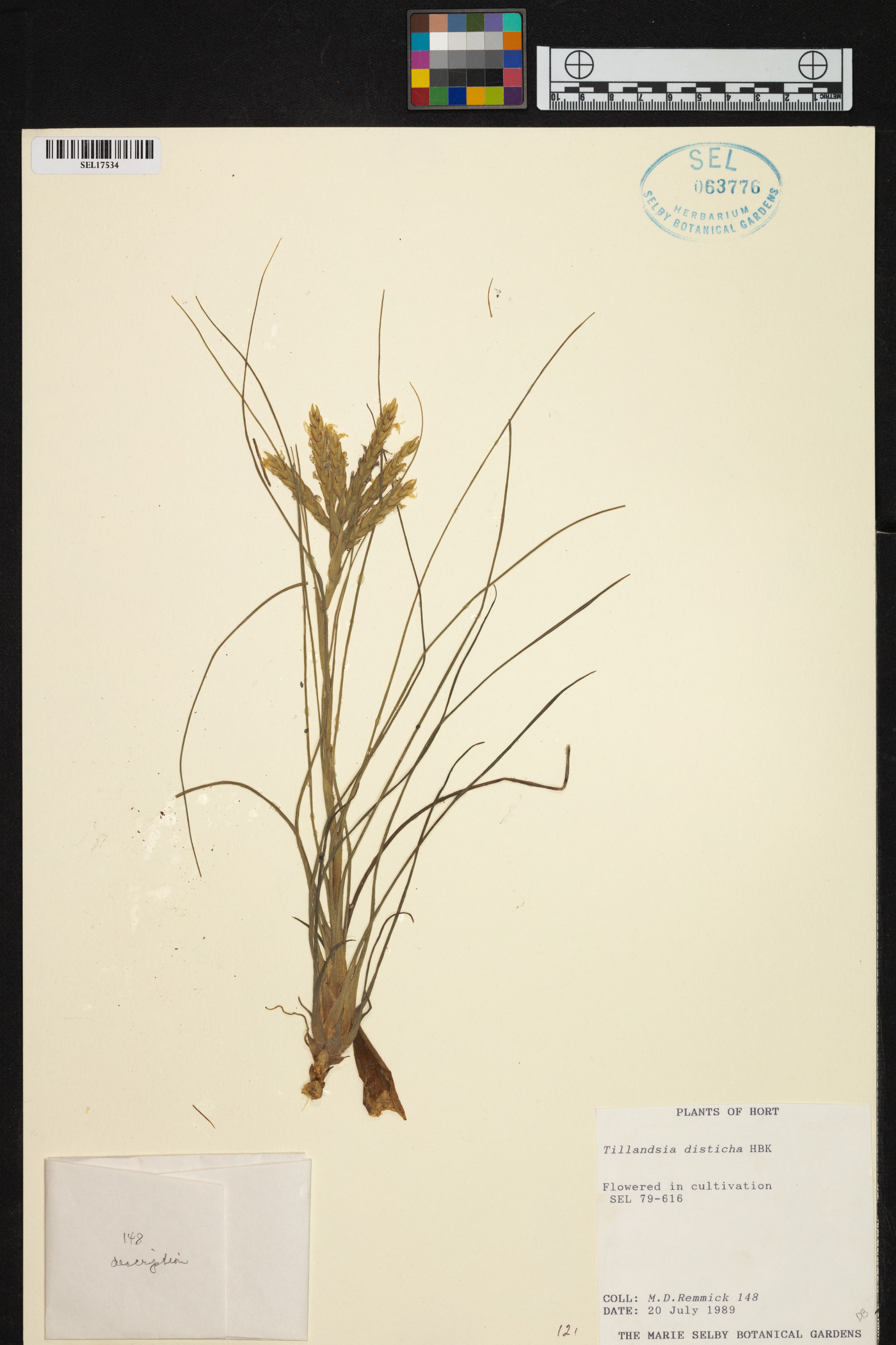 Tillandsia disticha image