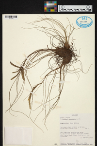 Tillandsia disticha image